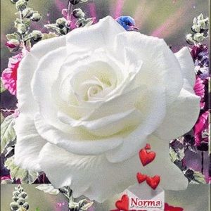 Meet your Posher, Norma